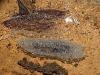 Keroplatus reaumurii
